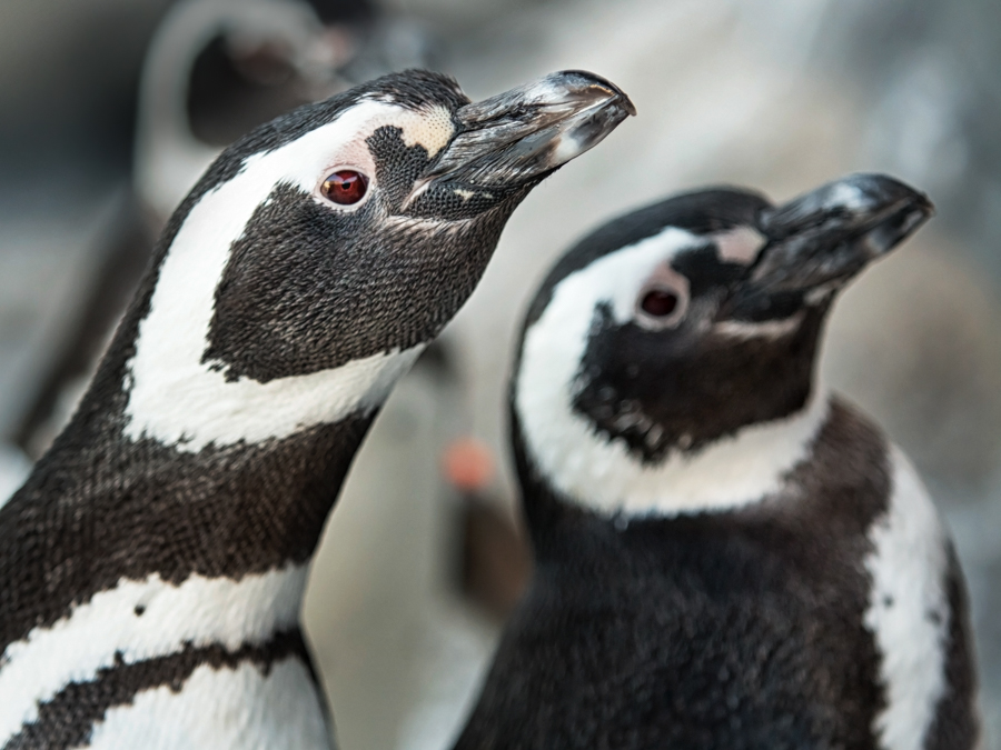 Pair of penguins