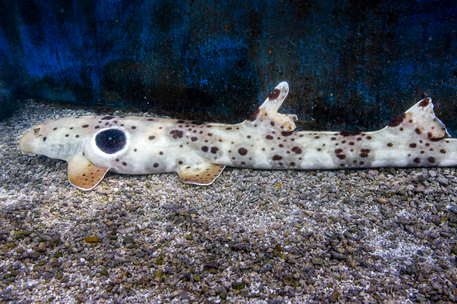 Side view of an epaulette shark resting on sandy bottom