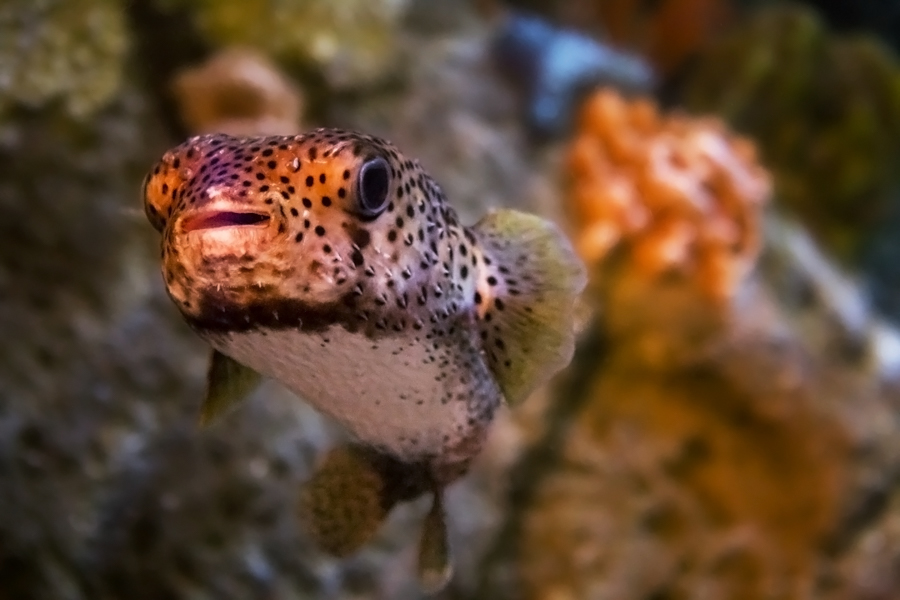 Spotfin porcupinefish three quarter pose