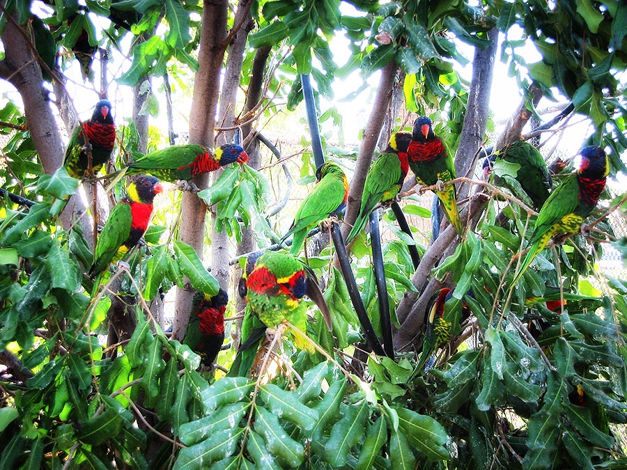 Lorikeets in a tree