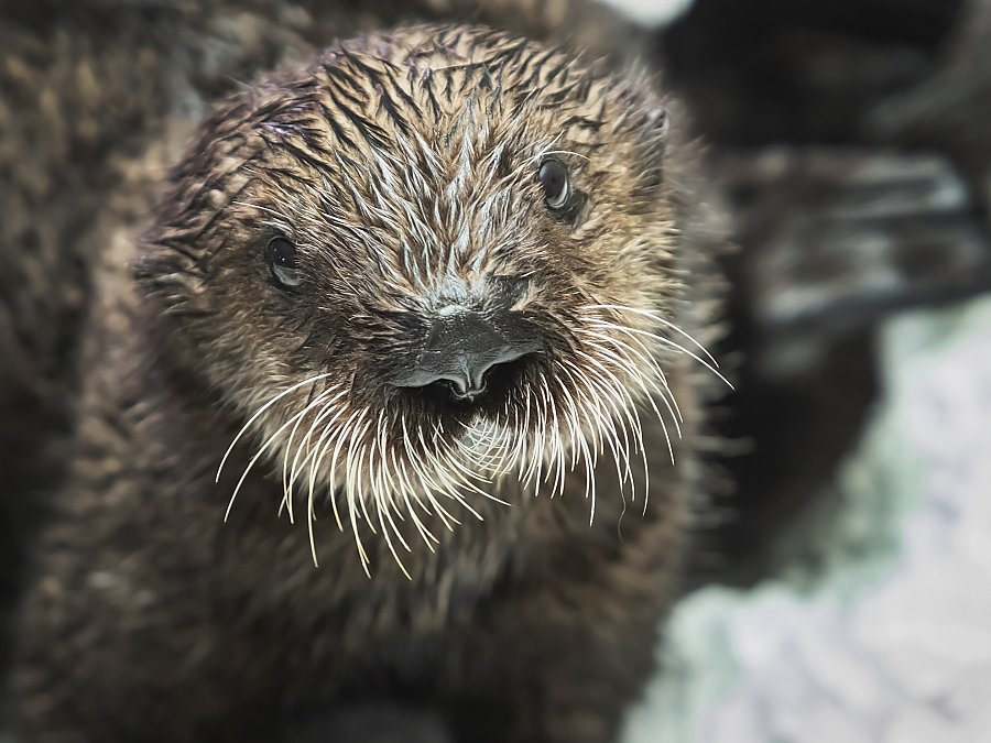 otter pup 923 up close looking at camera