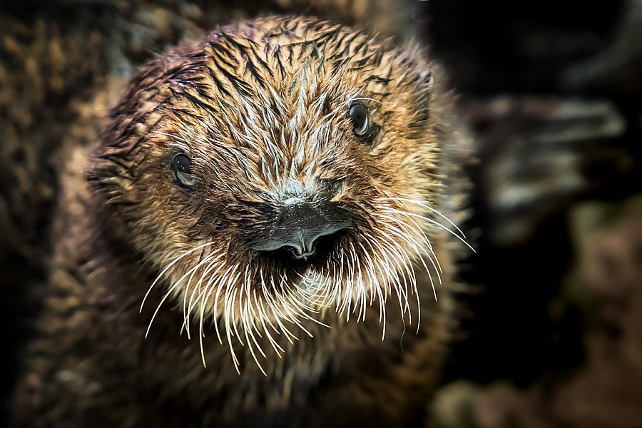 Sea otter pup looking at camera