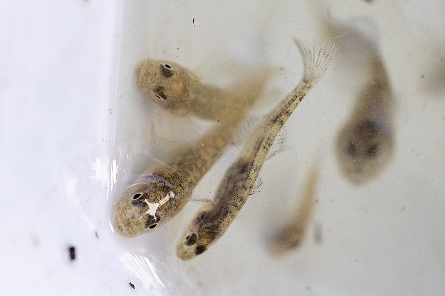 a group of small light brown fish with black eyes