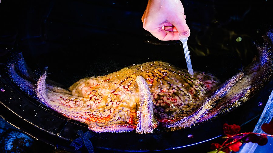 sunflower sea star egg collection via a plastic collection pipe held by hand