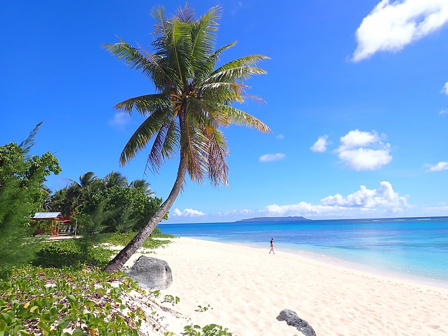 Palm tree jets out of a sandy beach on a sunny day off the coast while a single person walks along the sand in the distance