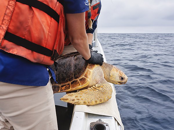 loggerhead_turtle_on_the_edge_of_a_boat_awaiting_release.jpg