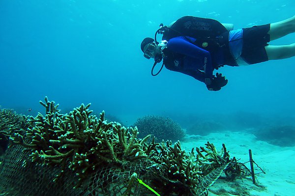 Aquarium of the Pacific Senior Aquarist Jay Harvey studies corals in a protected reef area in Guam.