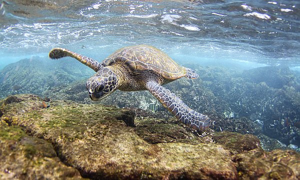 Green sea turtle swimming over rocks