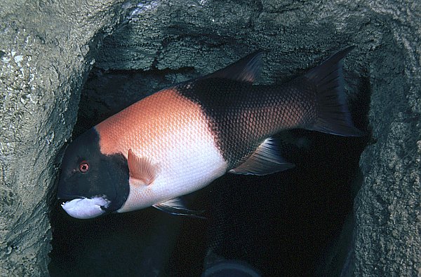 California sheephead in cave