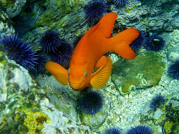 Garibaldi among purple urchins