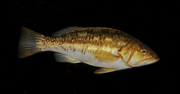 Kelp bass with black background