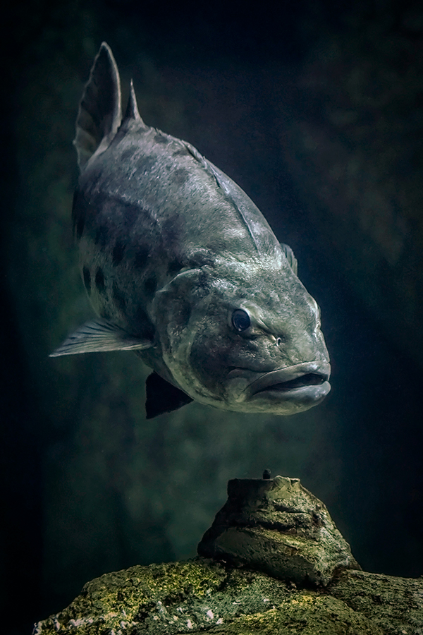 Giant Sea Bass Front View