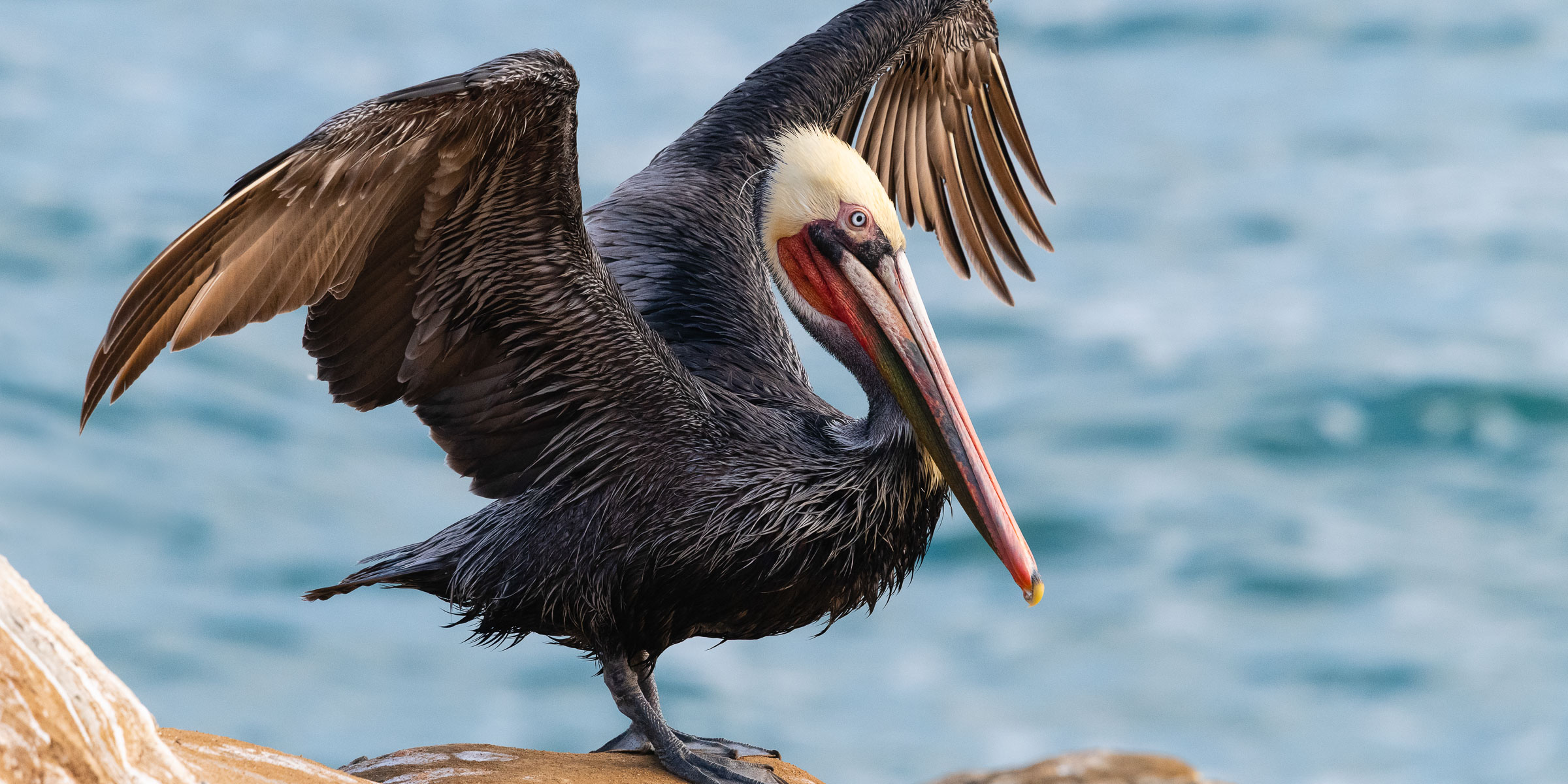 California Brown Pelican on rocks.