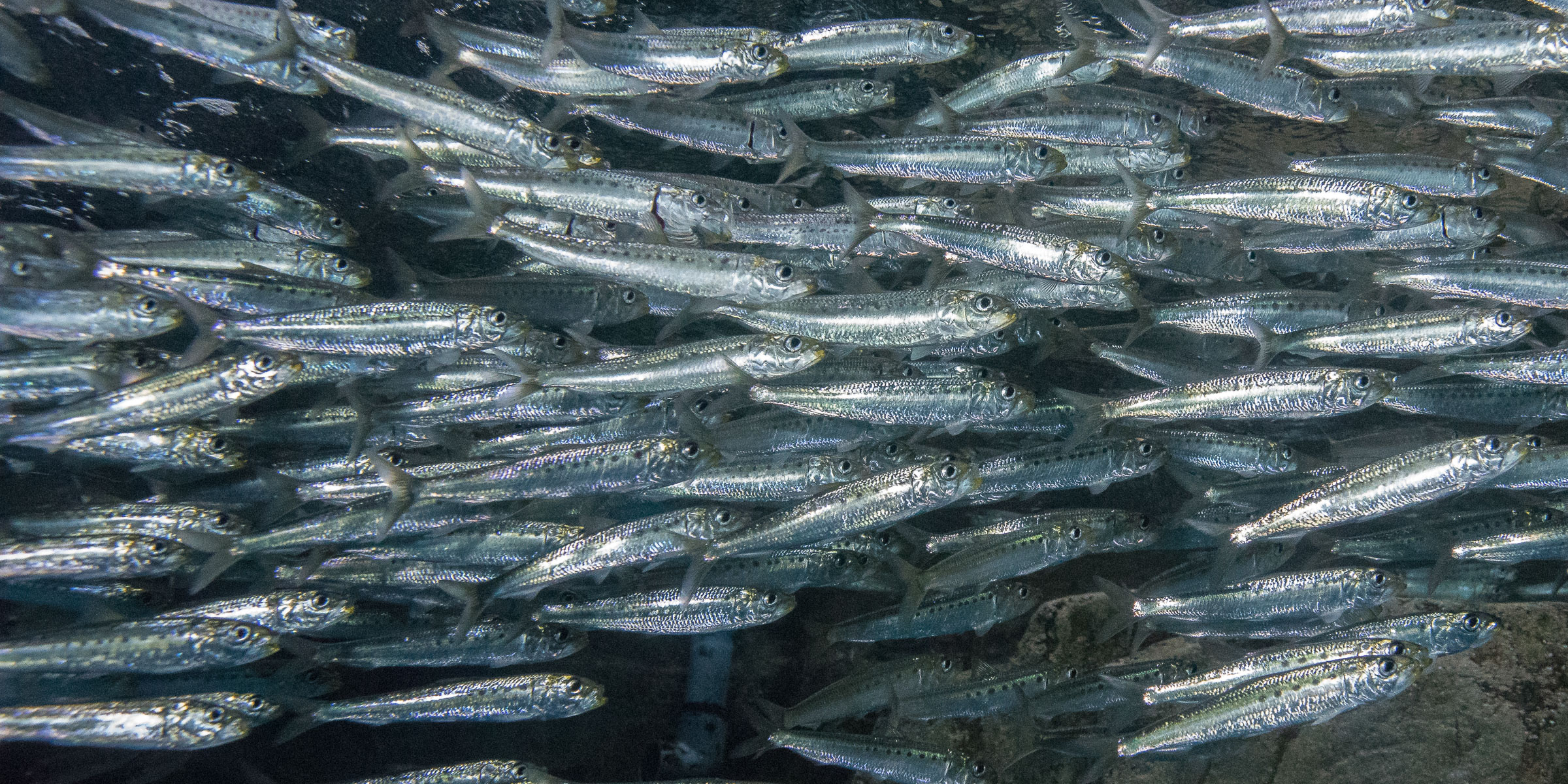 Group of sardines swimming by