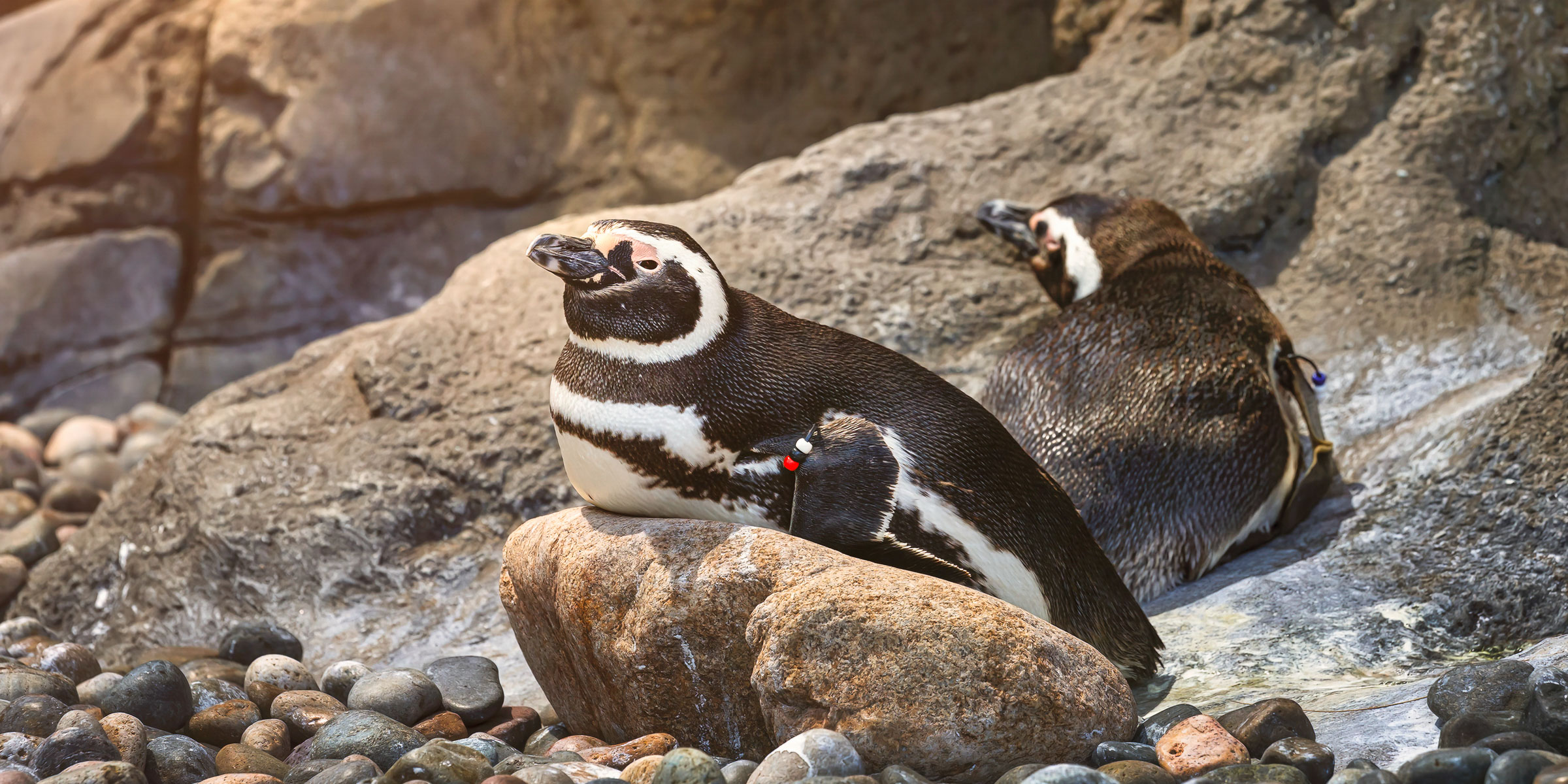 Penguin resting on a rock