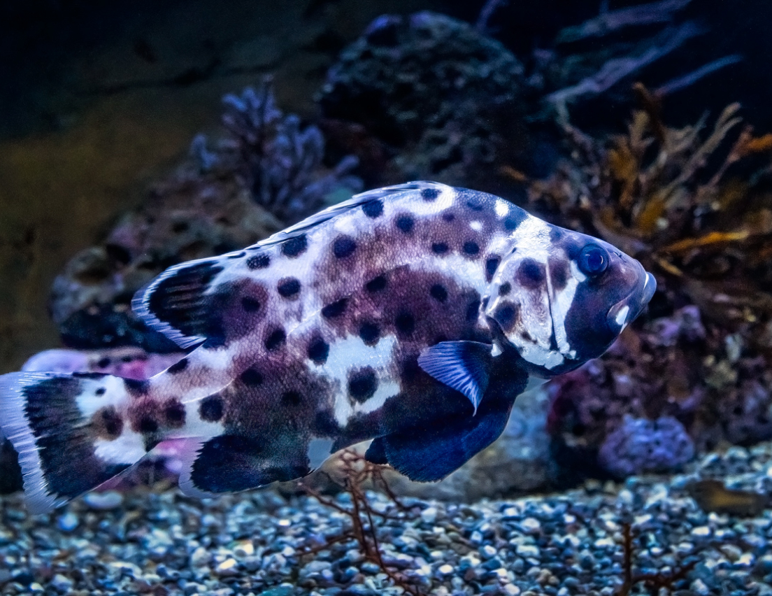 A giant sea bass swimming.