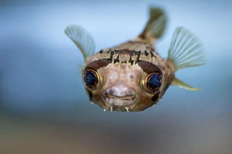 Puffer Fish