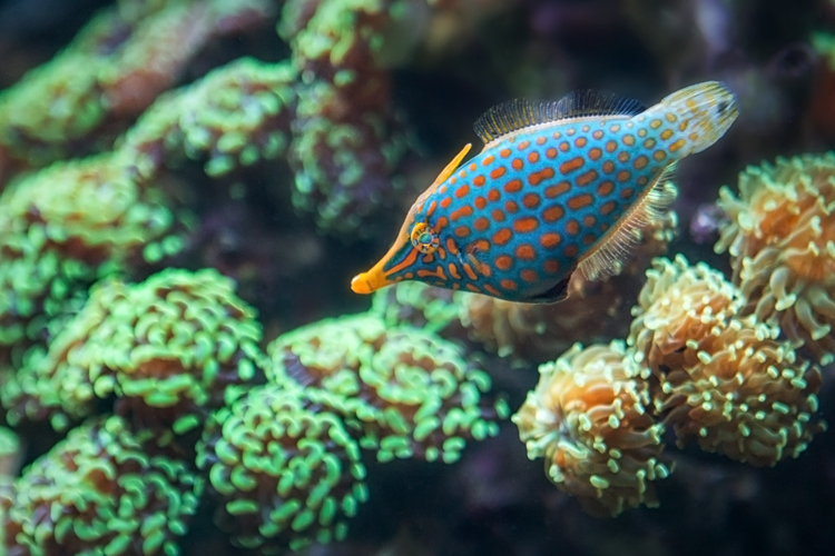 Fish swimming amongst coral