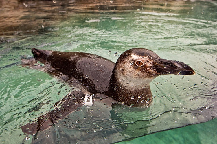 penguin close up